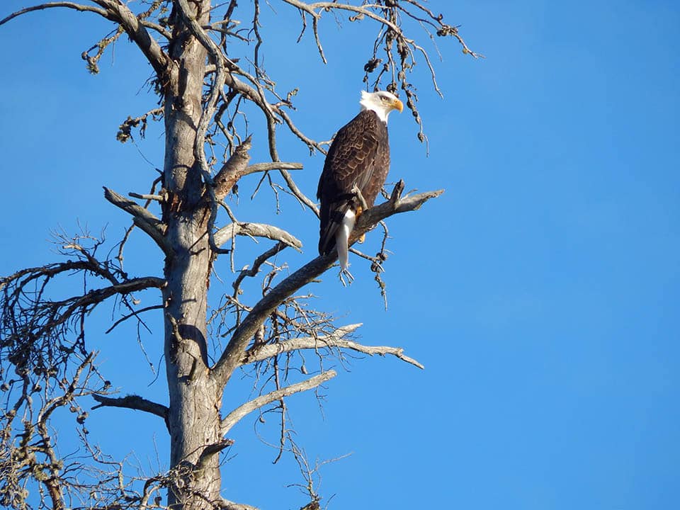 view bald eagles when staying at Voyageur Canoe Outfitters