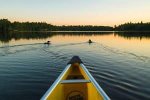 Loon Watching in the Boundary Waters