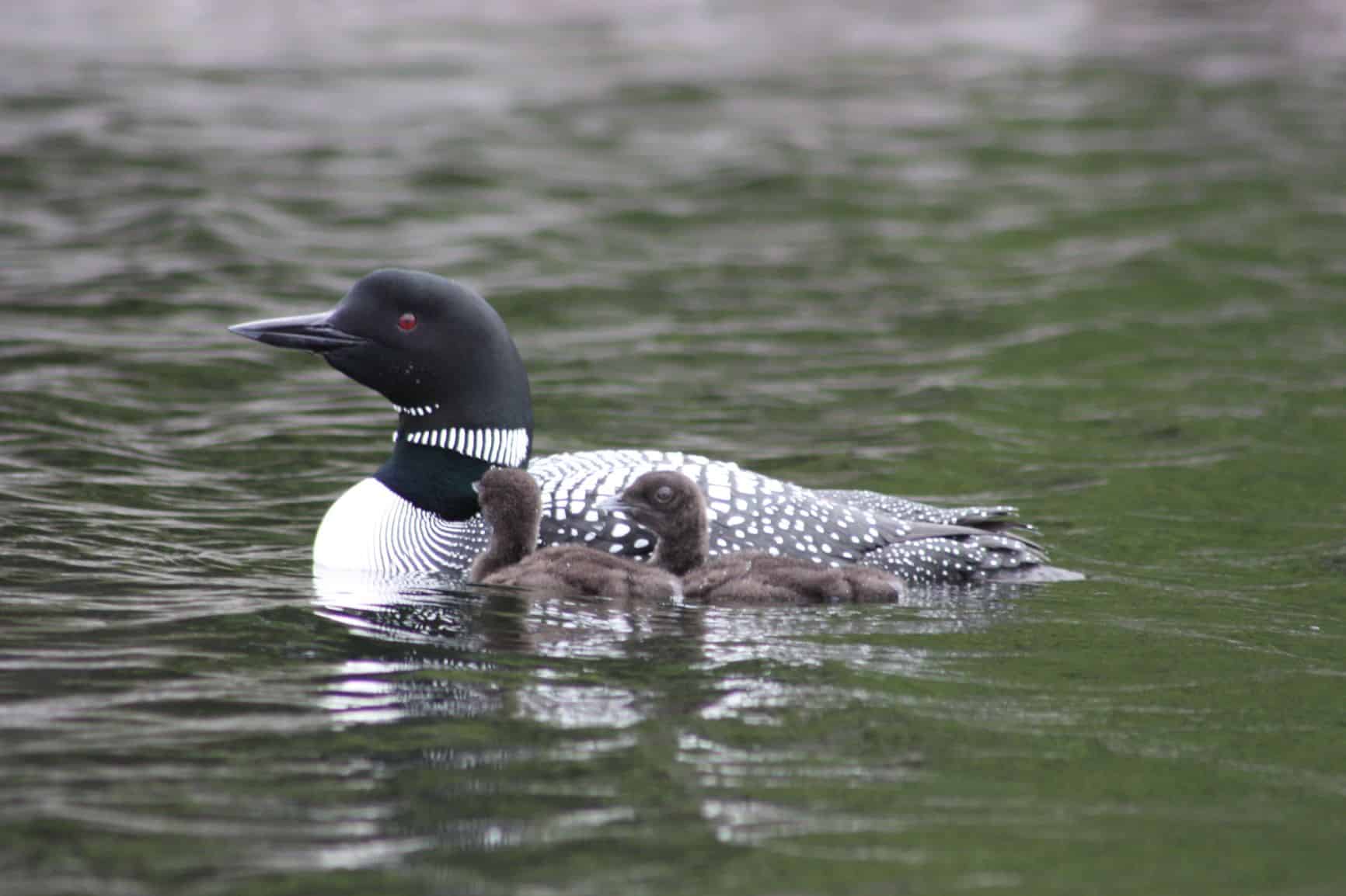 see loons in the BWCAW at Voyageur on the edge of the Boundary Waters