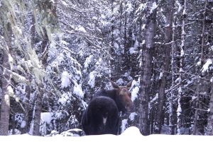 Boundary Waters Moose