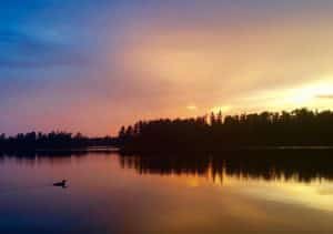 Loon at Sunset