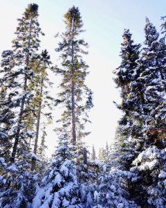 Snowshoeing on the Gunflint Trail