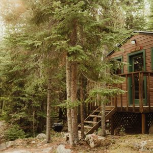 Bald Eagle Sleeps 11